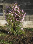 18 ноября. Отцвели уж давно хризантемы в саду... Автор Татьяна Шепелева
