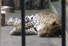 10 августа. В зоопарке ''Лимпопо''. Леопард. Практически, та же кошка, сладко так спит! Автор Татьяна Шепелева