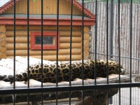 10 августа. В зоопарке ''Лимпопо''. Леопард. Послеобеденная дрёма. Автор Татьяна Шепелева