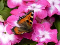 23 августа. Такая красота и срок столь краткий... Последние бабочки уходящего лета. Автор Якоб Мелем, Бремерхафен (Германия)