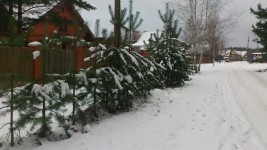 1 декабря. Первый день зимы в Большом Суходоле. Автор Фаина Векслер