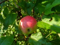 25 августа. Август - грозди винограда и рябины ржавой... Имперское яблоко августа. Автор Ирина Бишлетова