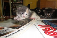 15 апреля. Нам 19 дней! Маленькие котята в библиотеке им. А.Н. Островского ищут хозяев
