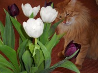 3 апреля. Цветник на подоконнике. Тюльпаны. Автор Анна Ильина
