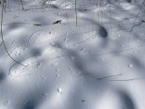 2 марта. Птичкина страничка. Узоры на снегу. Автор Татьяна Шепелева