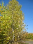 21 марта. Международный день леса. Золотая осень в лесу. Автор Татьяна Шепелева