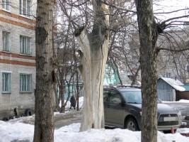 7 апреля. Чудо-дерево. Автор Тамара Александровна Касимова