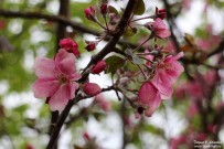 Цвет декоративных яблонь. Гусь-Железный Рязанской области. Фото Татьяны Шепелевой. 19 мая 2015 года
