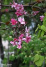 Майское цветение. Гусь-Железный Рязанской области. Фото Татьяны Шепелевой. 19 мая 2015 года