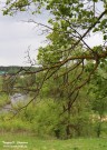 Вид на реку Гусь. Гусь-Железный Рязанской области. Фото Татьяны Шепелевой. 19 мая 2015 года