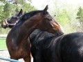 Лошади, принадлежащие конно-спортивной школе